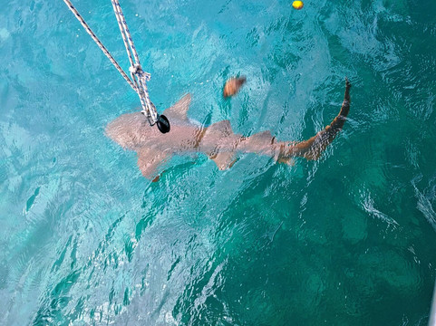 El Gitano del Mar-埃尔波韦尼尔必去景点