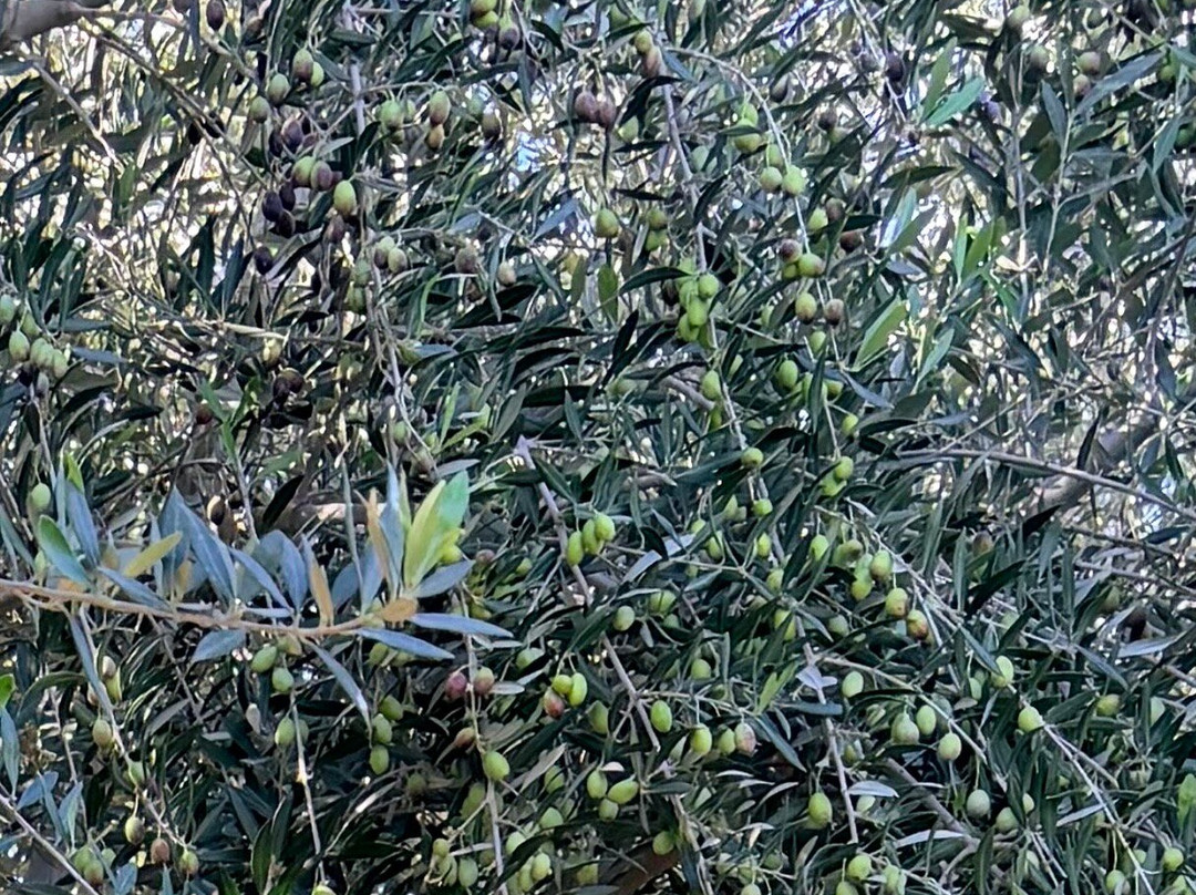 Queen Creek Olive Mill-Queen Creek必去景点