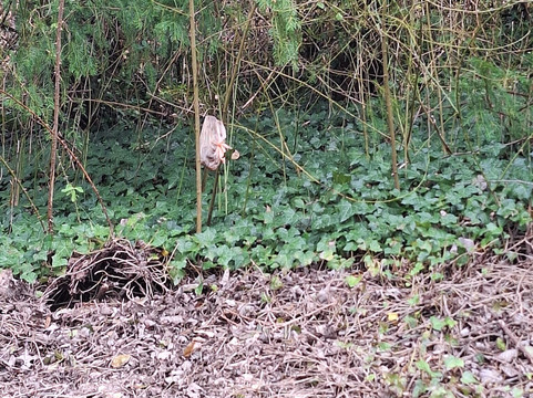 Swanbourne Lake-阿伦德尔必去景点