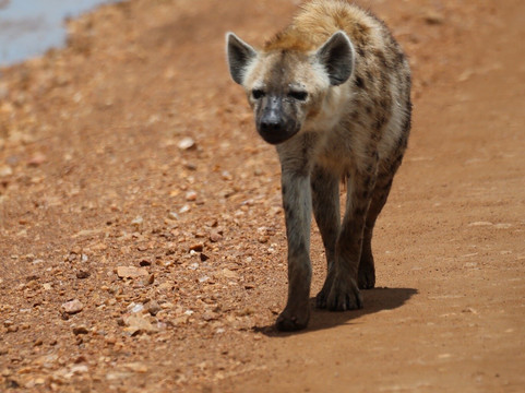 Maasai Mara National Reserve-纳罗克必去景点