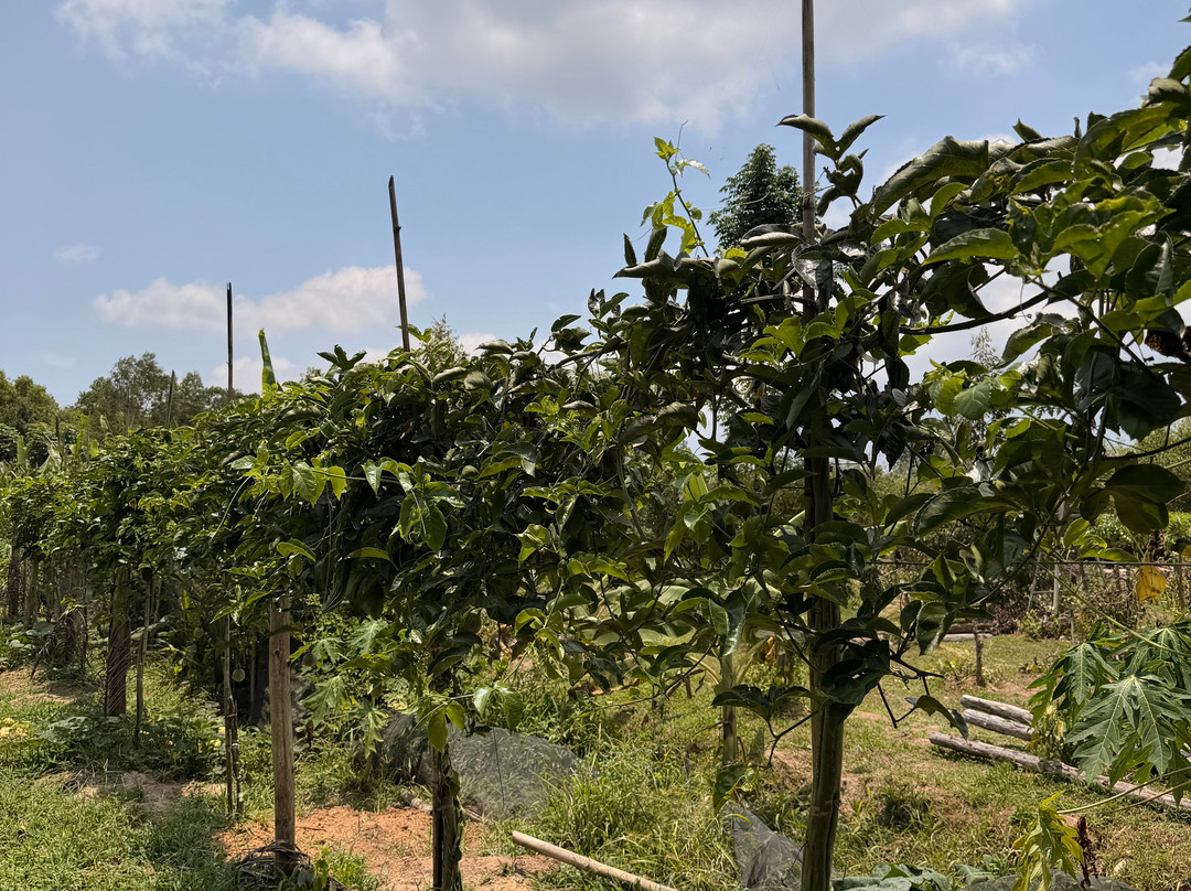 Phu Quoc Countryside-富国岛必去景点