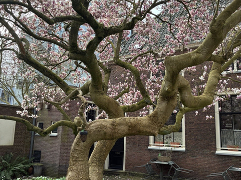 Rijksmonument Jean Pesijnhofje Leiden-莱顿必去景点