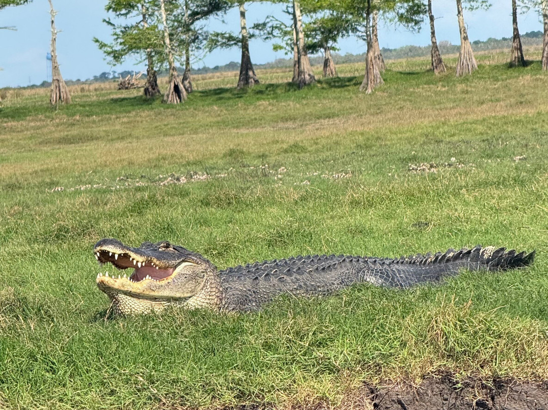 Midway Airboat Rides-Midway必去景点