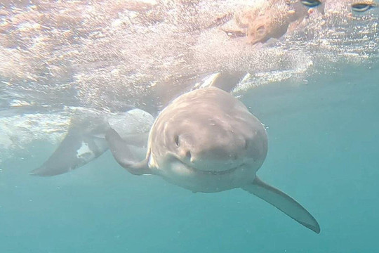 Shark Experience-布拉夫必去景点
