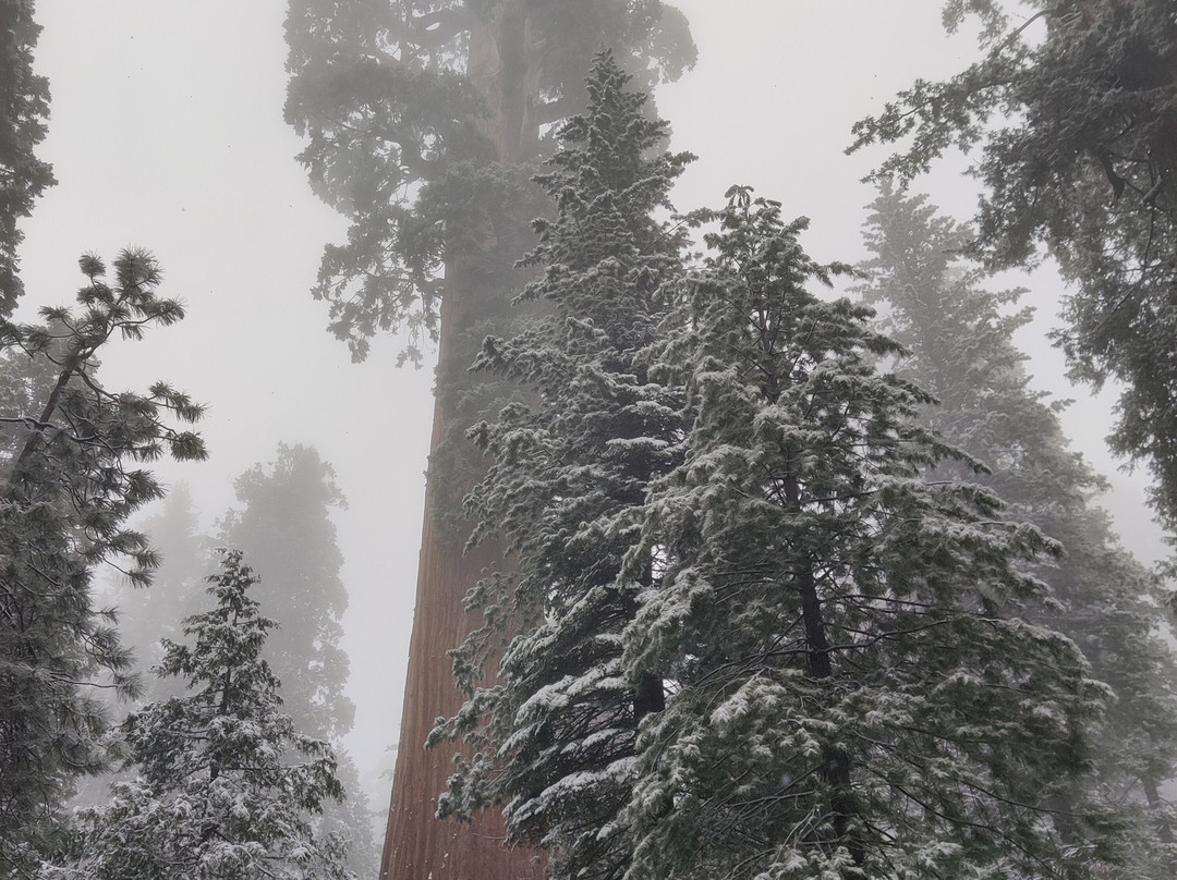 Grant Grove-红杉&国王峡谷国家公园必去景点