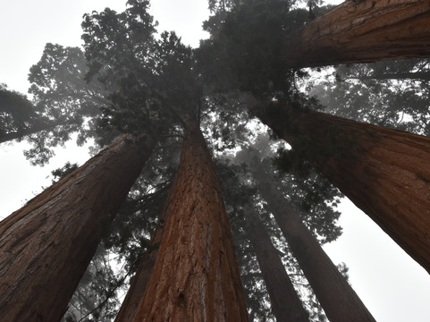The Parker Group-红杉&国王峡谷国家公园必去景点