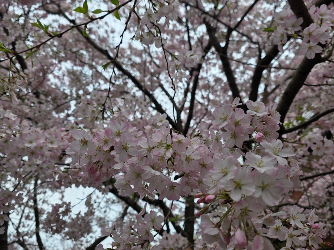 Komatsugawa Sembonzakura-江戸川区必去景点