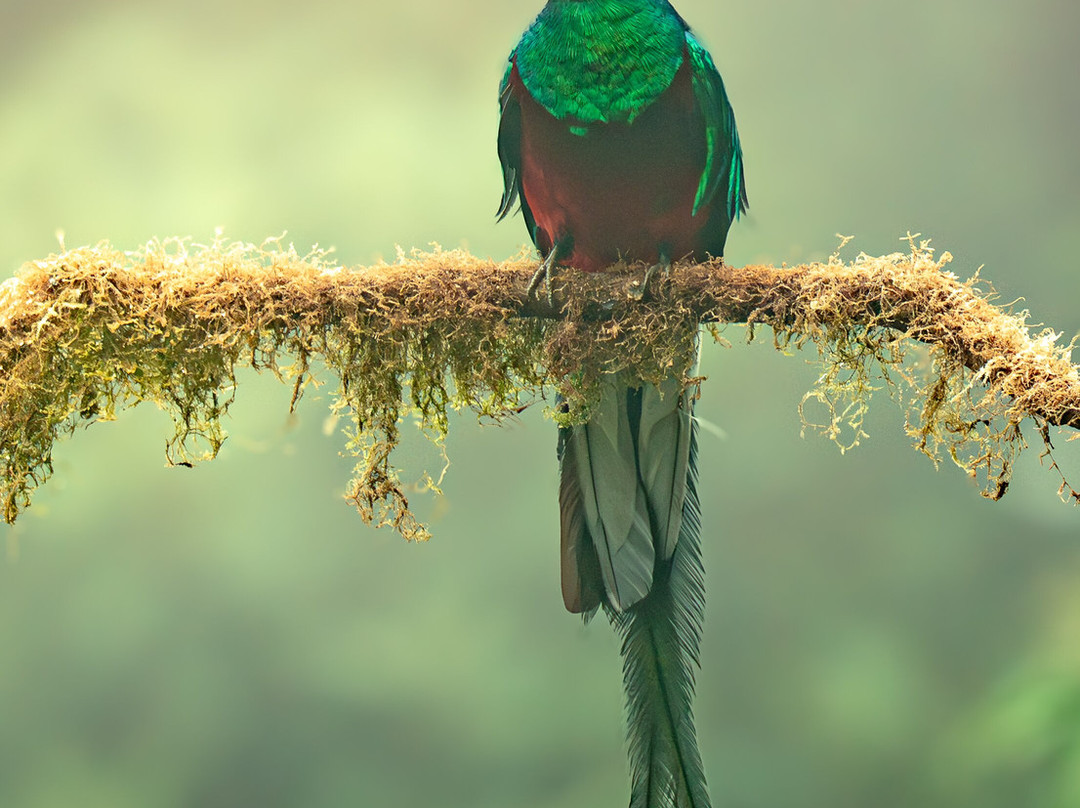 Kindred Spirit Cloud Forest-圣拉蒙必去景点