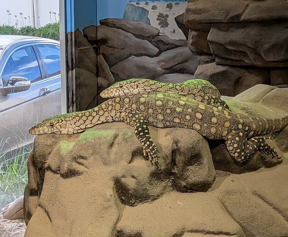 Canberra Reptile Zoo-尼克斯必去景点