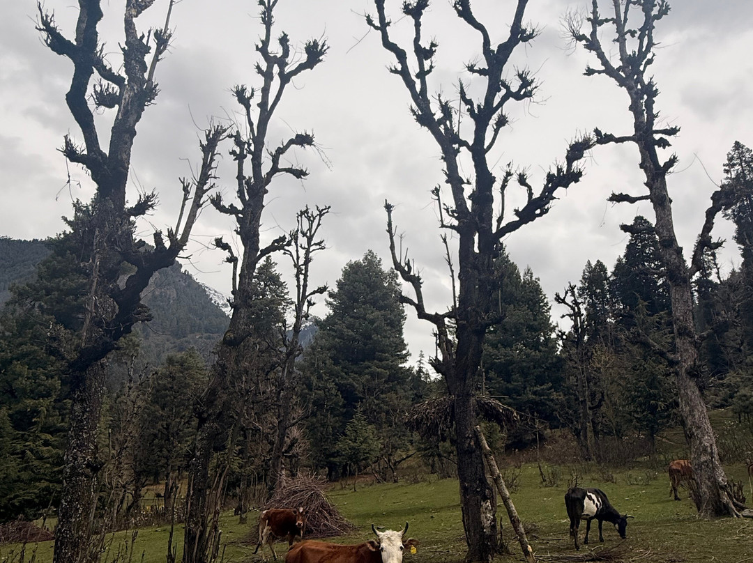 The Woodswalk Treks And Tours-帕哈甘必去景点