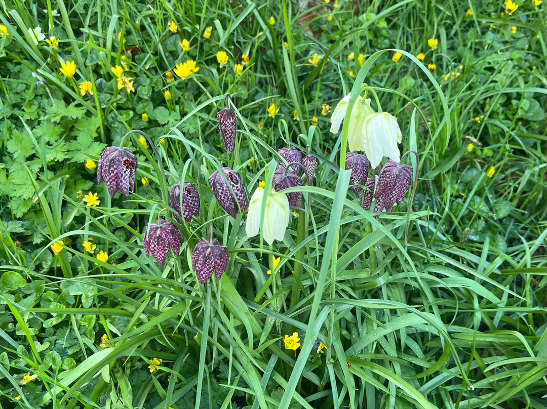 Mapperton House, Gardens & Wildlands-Mapperton必去景点