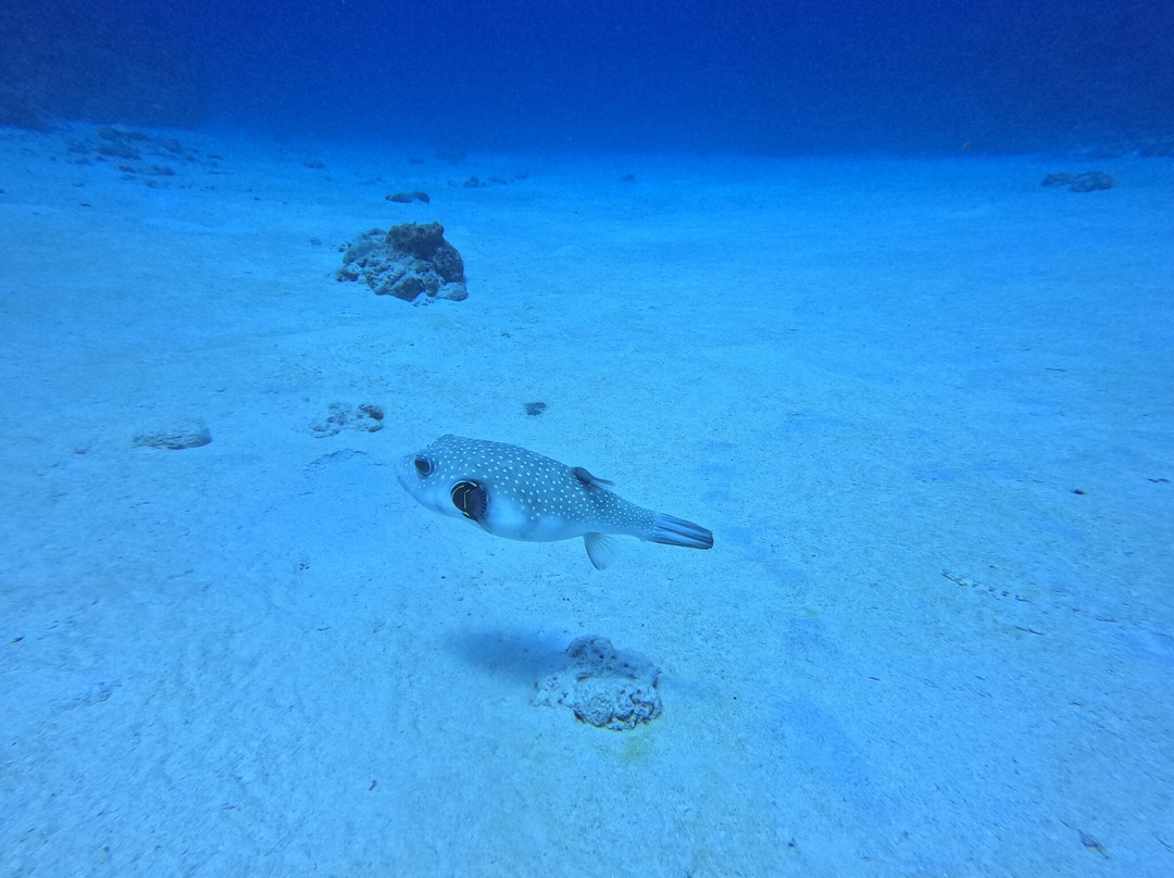 Blue Water Diving Centre-卓欧毕雪必去景点