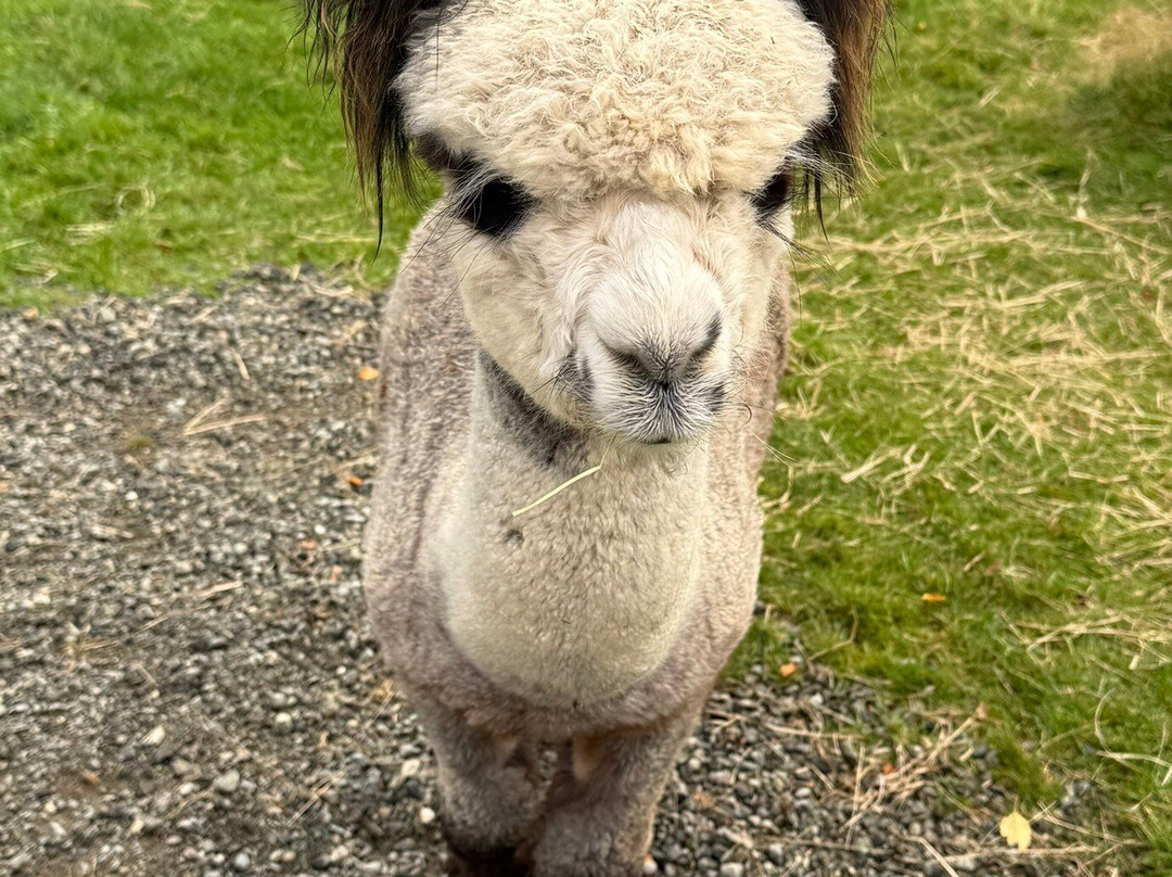 Kepler Mountain View Alpacas-马纳普里必去景点