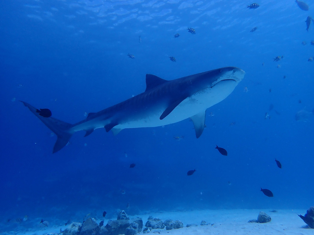 Pelagic Divers Fuvahmulah-Fuvahmulah必去景点