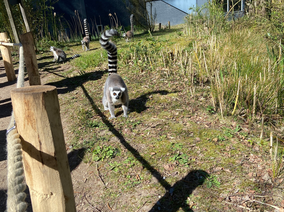 Beekse Bergen Safari Park-希尔法伦贝克必去景点
