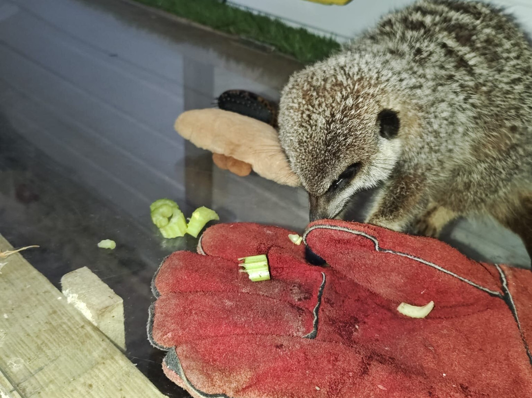 Nanny Sharon's Alpaca Farm C.I.C-Prenton必去景点