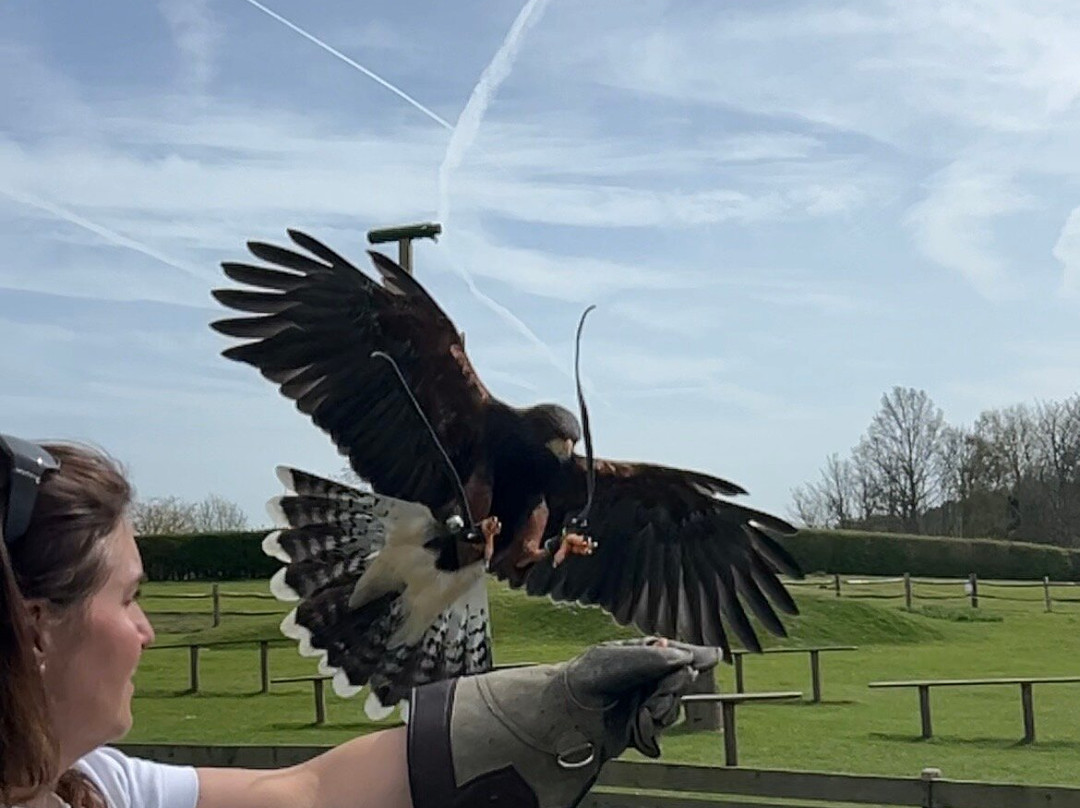 Leeds Castle Falconry Experiences-Leeds必去景点