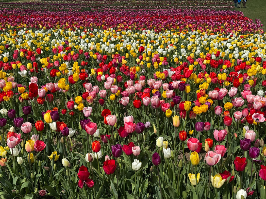 Tulleys Tulip Garden - Warwickshire-沃里克必去景点