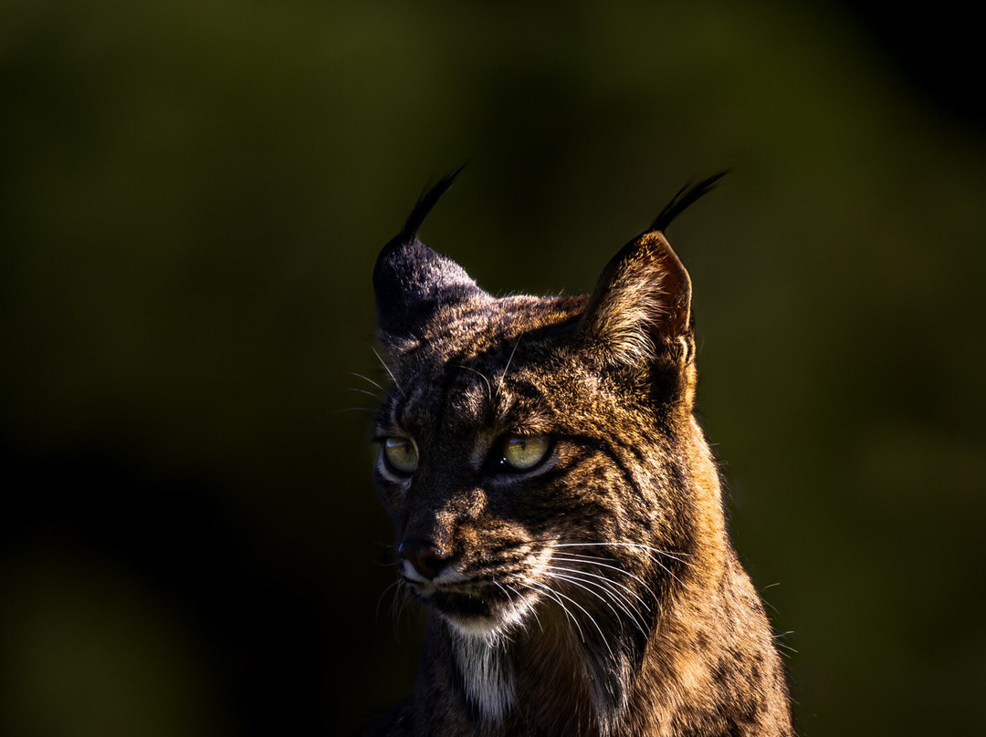 Iberian Lynx Land-Andujar必去景点