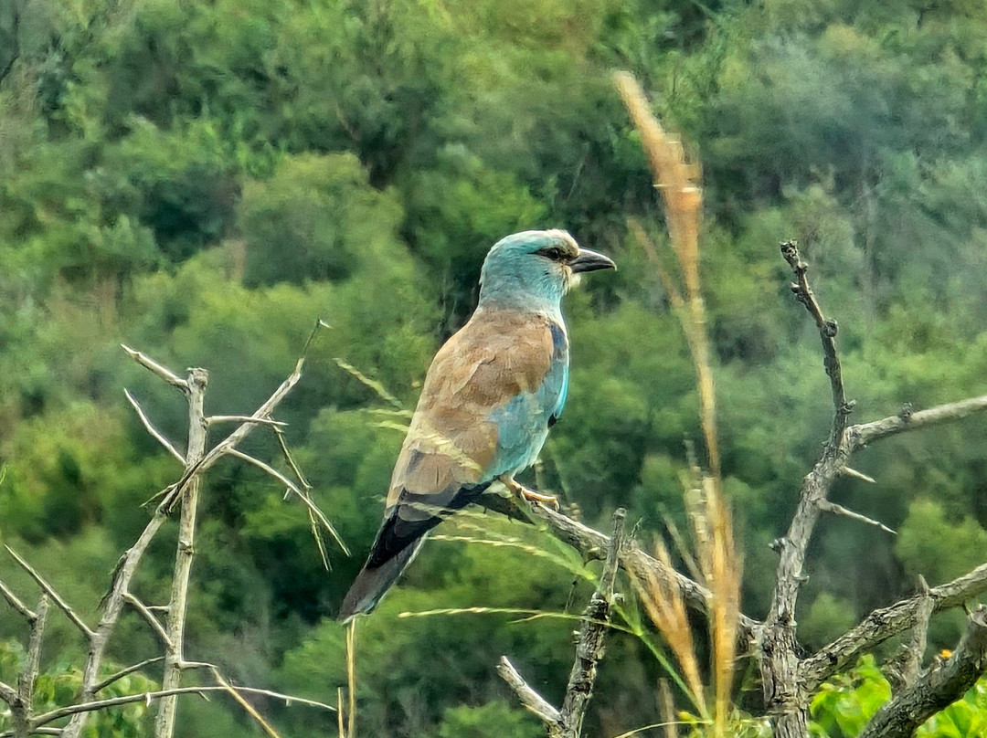 St.lucia Birds & Birding-圣露西亚必去景点