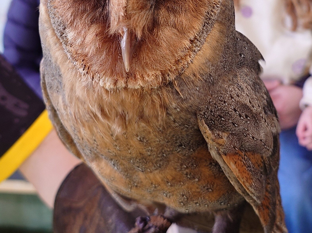 Andy Howeys Birds of Prey Centre-特威德河畔贝里克必去景点