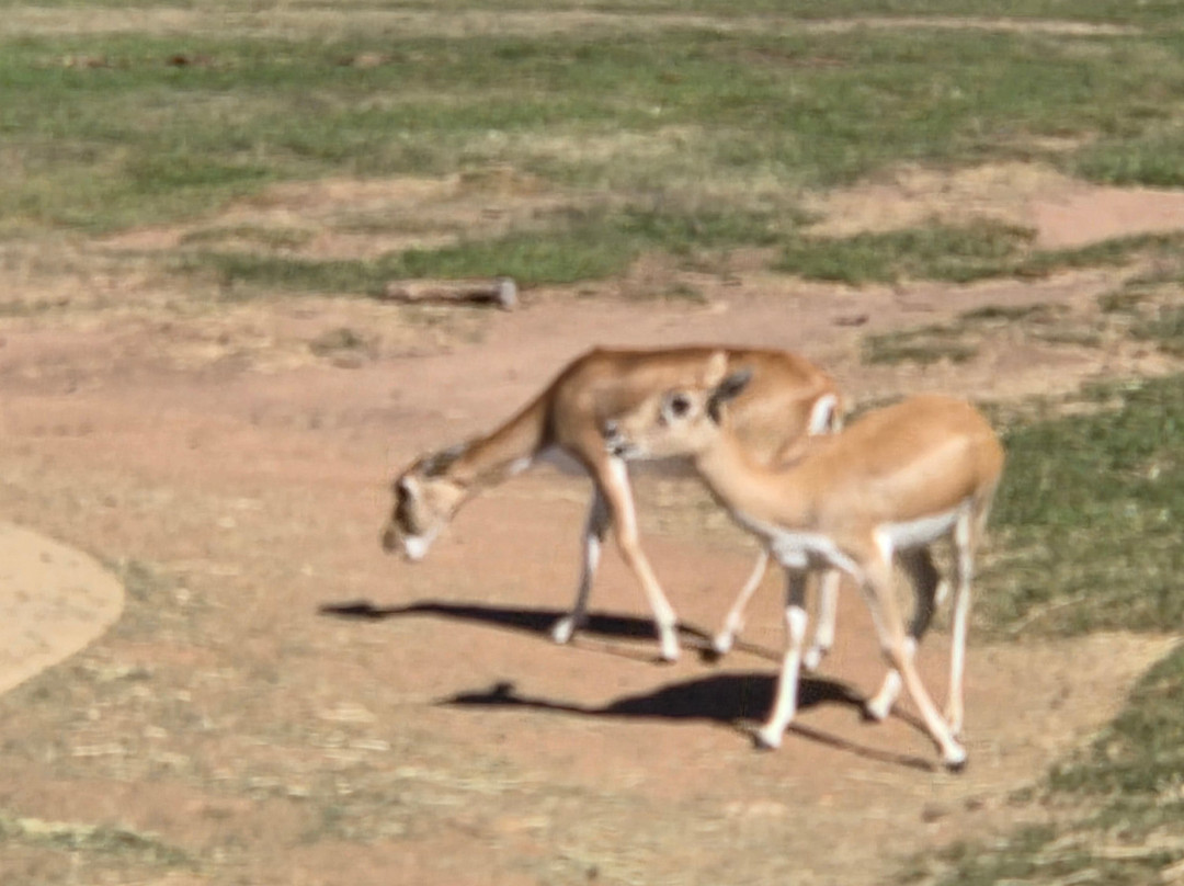 Taronga Western Plains Zoo-达博必去景点