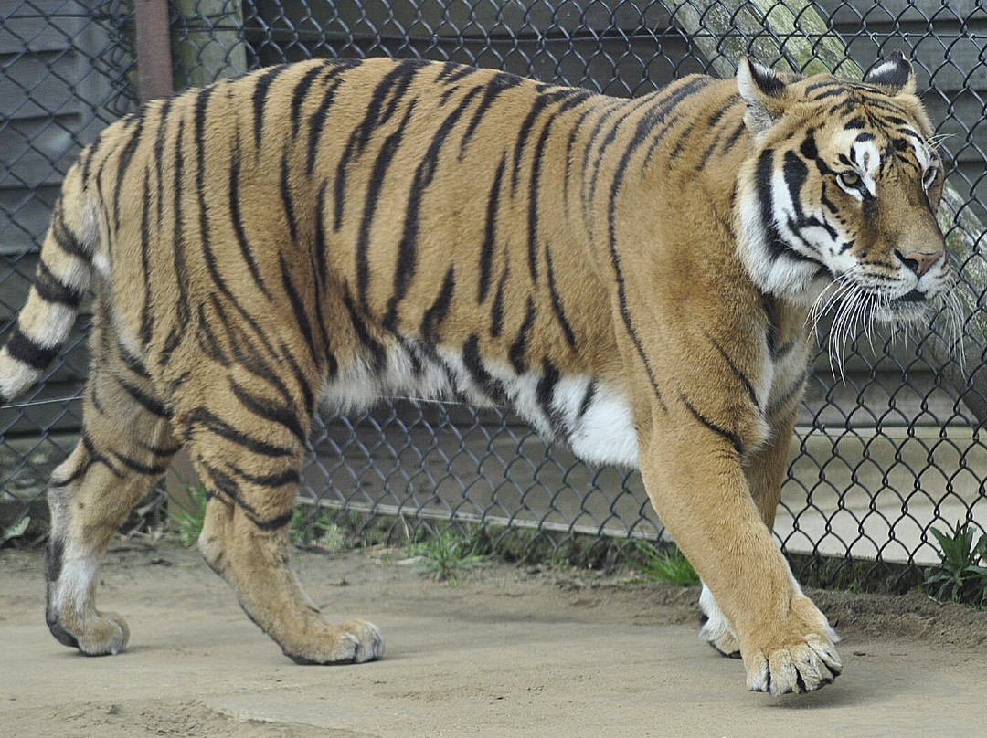 Wolds Wildlife Park-Horncastle必去景点