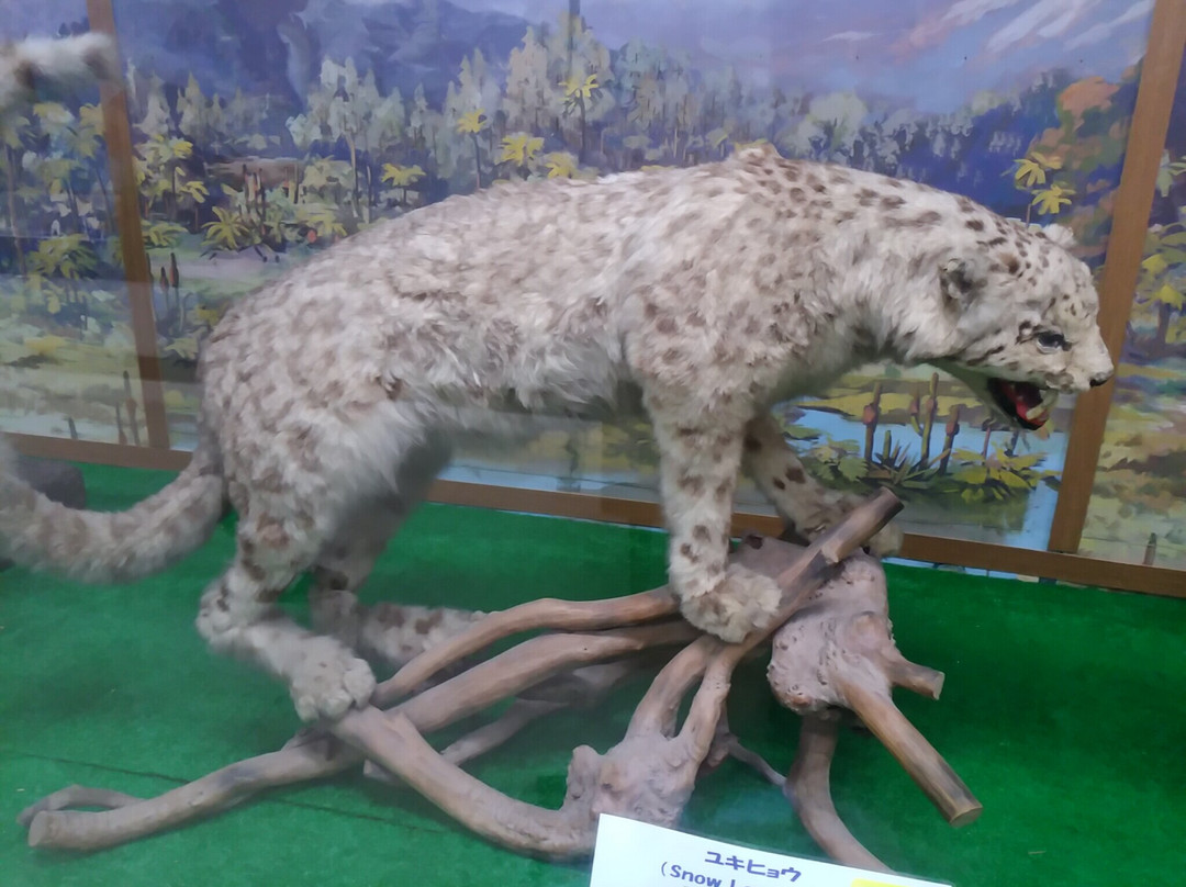 Tsuyama Nature & Mystery Museum-津山市必去景点