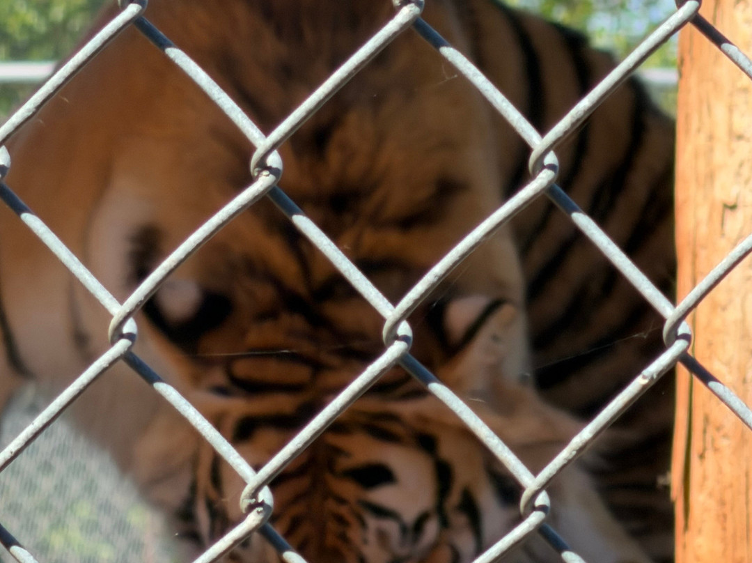 Tiger Safari Zoological Park-Tuttle必去景点