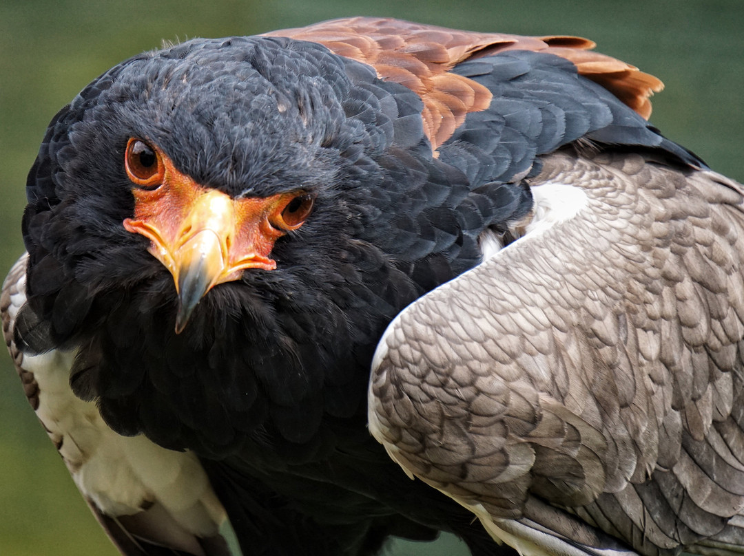 The Falconry Centre-Hagley必去景点