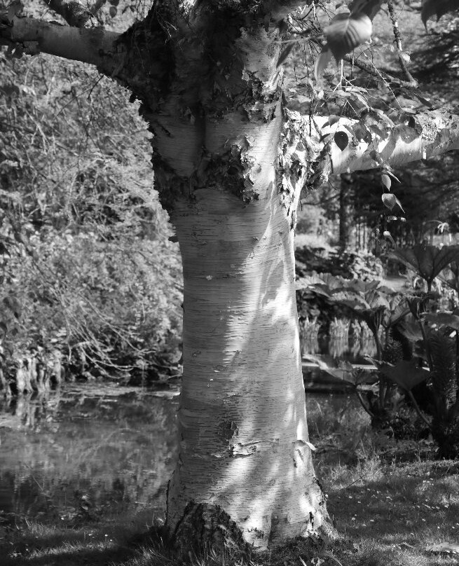 Longstock Water Gardens-Stockbridge必去景点
