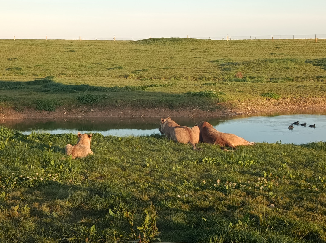 Lumigny Safari Reserve