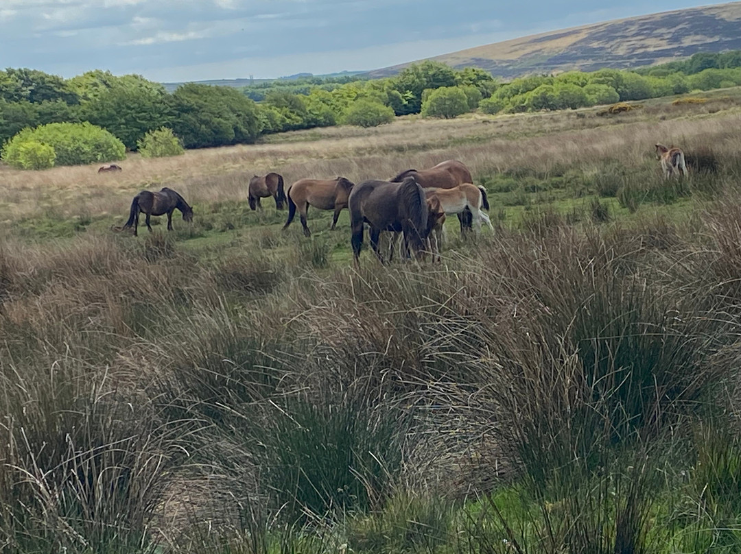 Exmoor Wildlife Safaris-Dunster必去景点