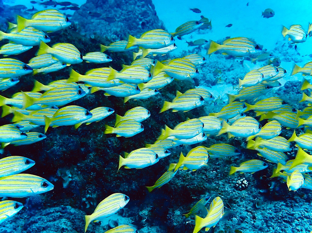 Emperator Diving Center-大湾必去景点