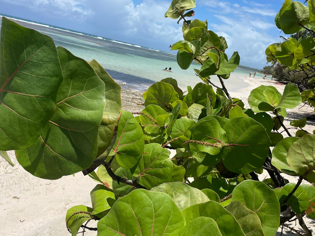 Plage de Bois Jolan-Sainte-Anne必去景点