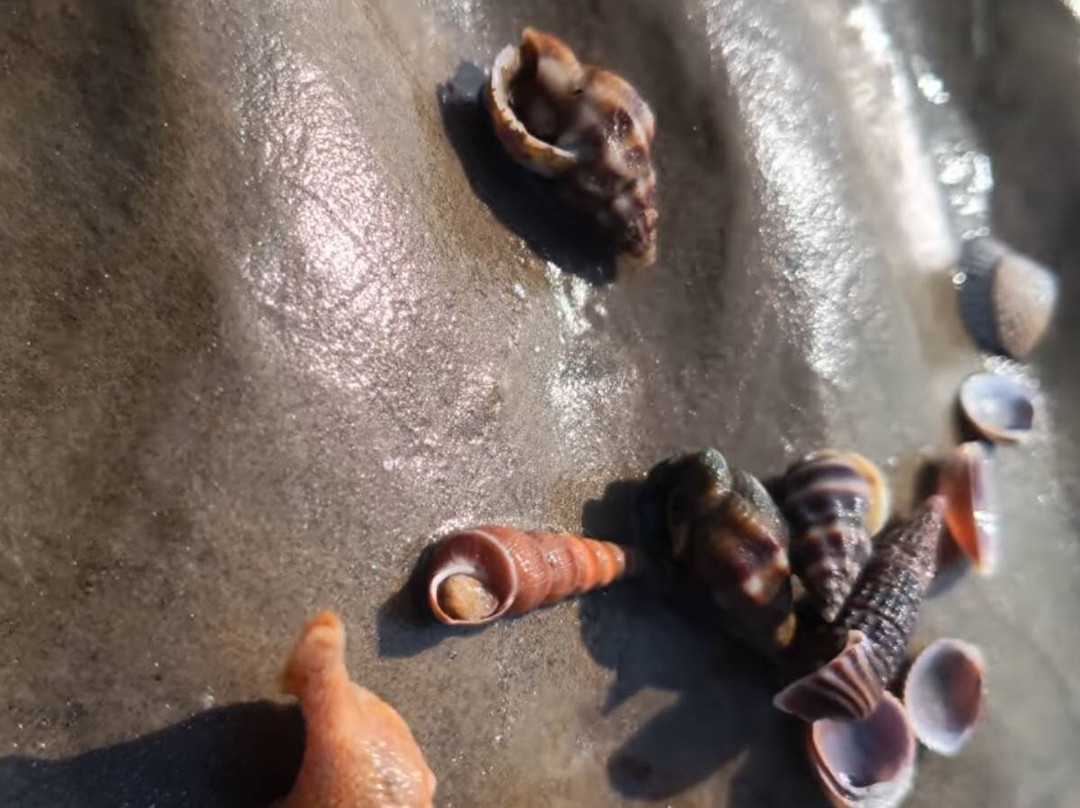 Chandipur Beach-Balasore必去景点