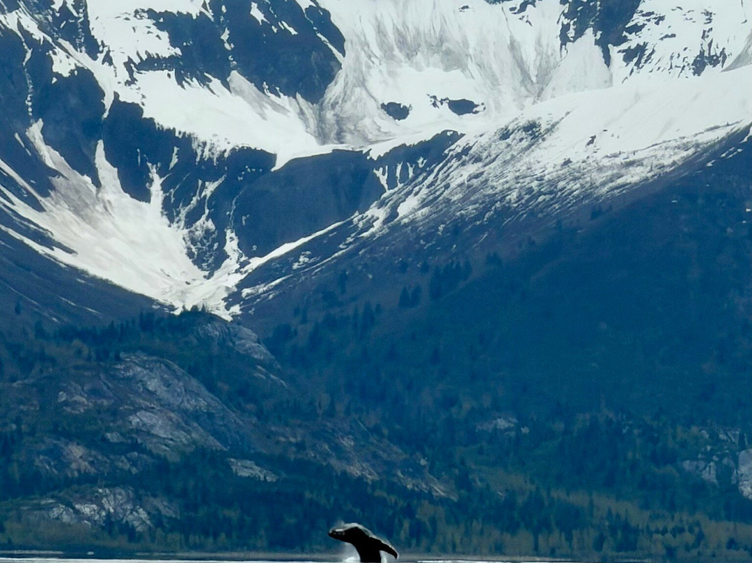 Glacier Bay Sea Kayaks-古斯塔夫斯必去景点