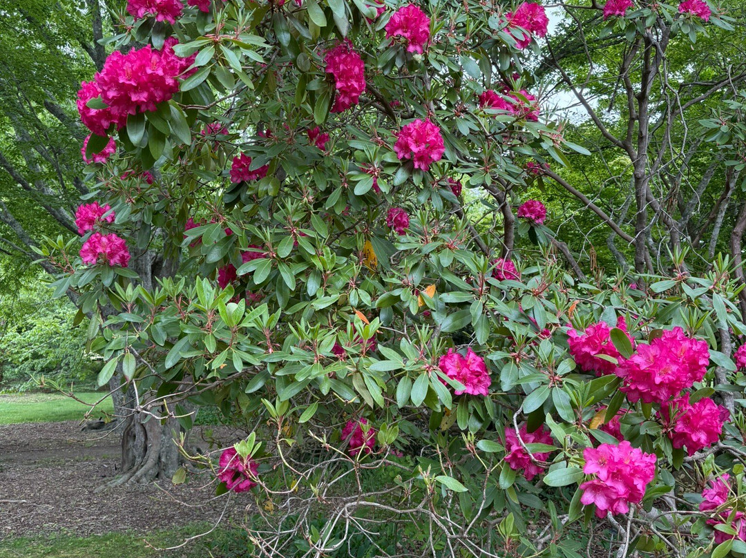 Polly Hill Arboretum-West Tisbury必去景点
