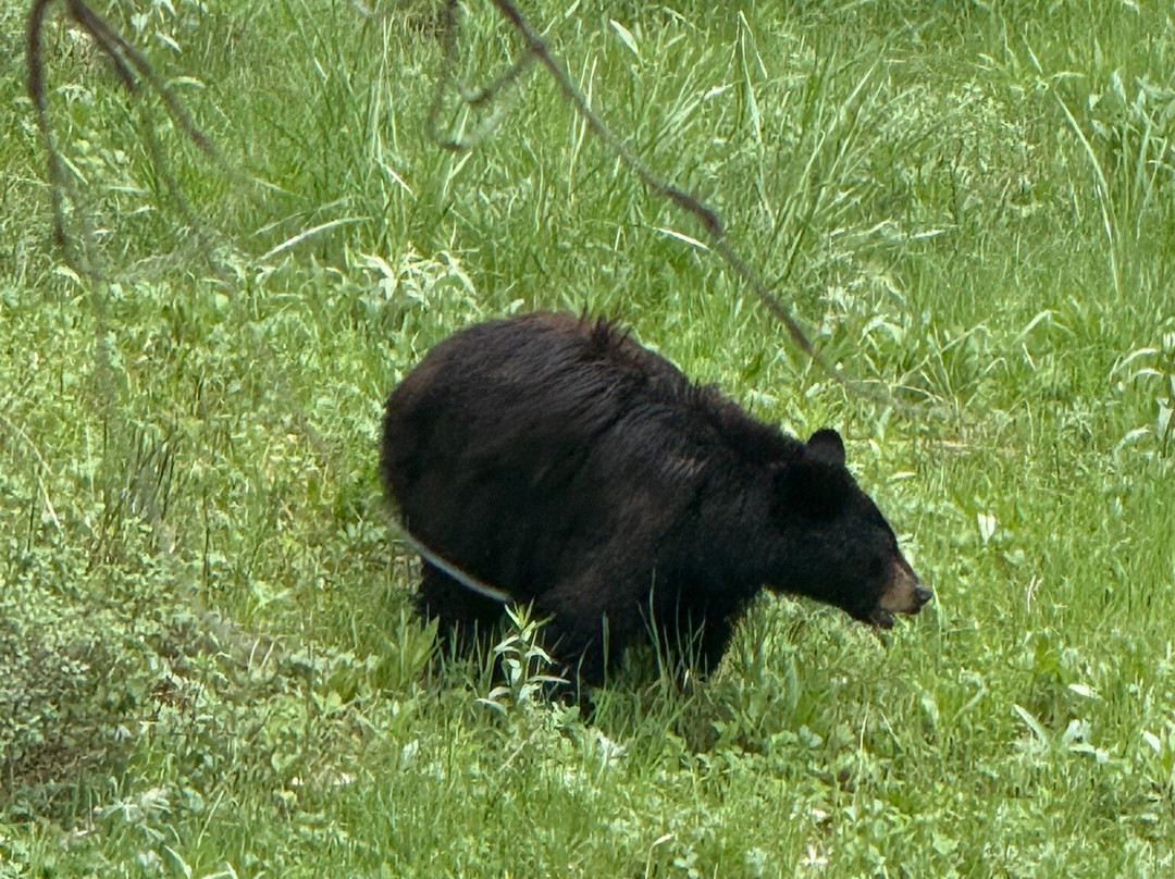 Yellowstone Wild-加德纳必去景点