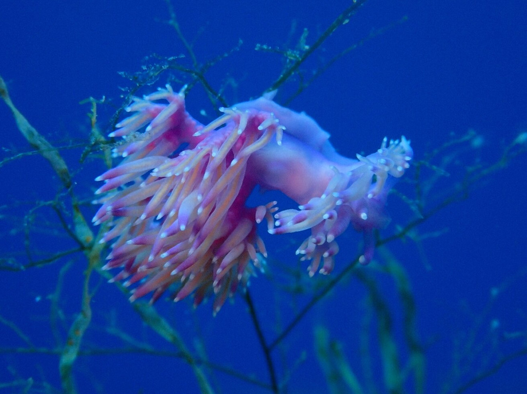 Lustrica diving-Ustica必去景点