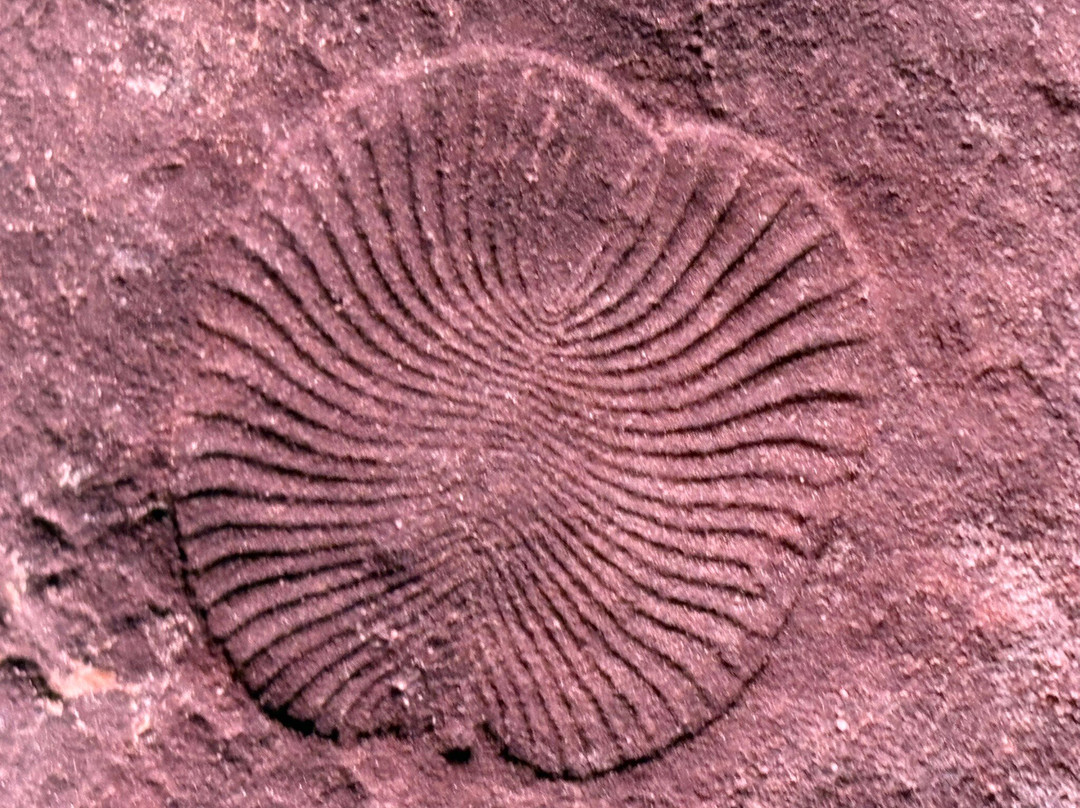 Nilpena Ediacara National Park-Nilpena必去景点