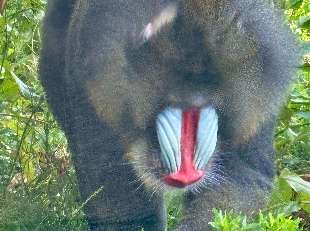 Wingham Wildlife Park-Wingham必去景点