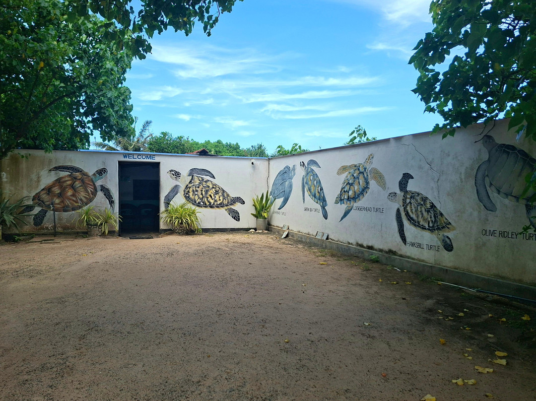 Sea Turtle Conservation Project (Koggala)-克拉必去景点