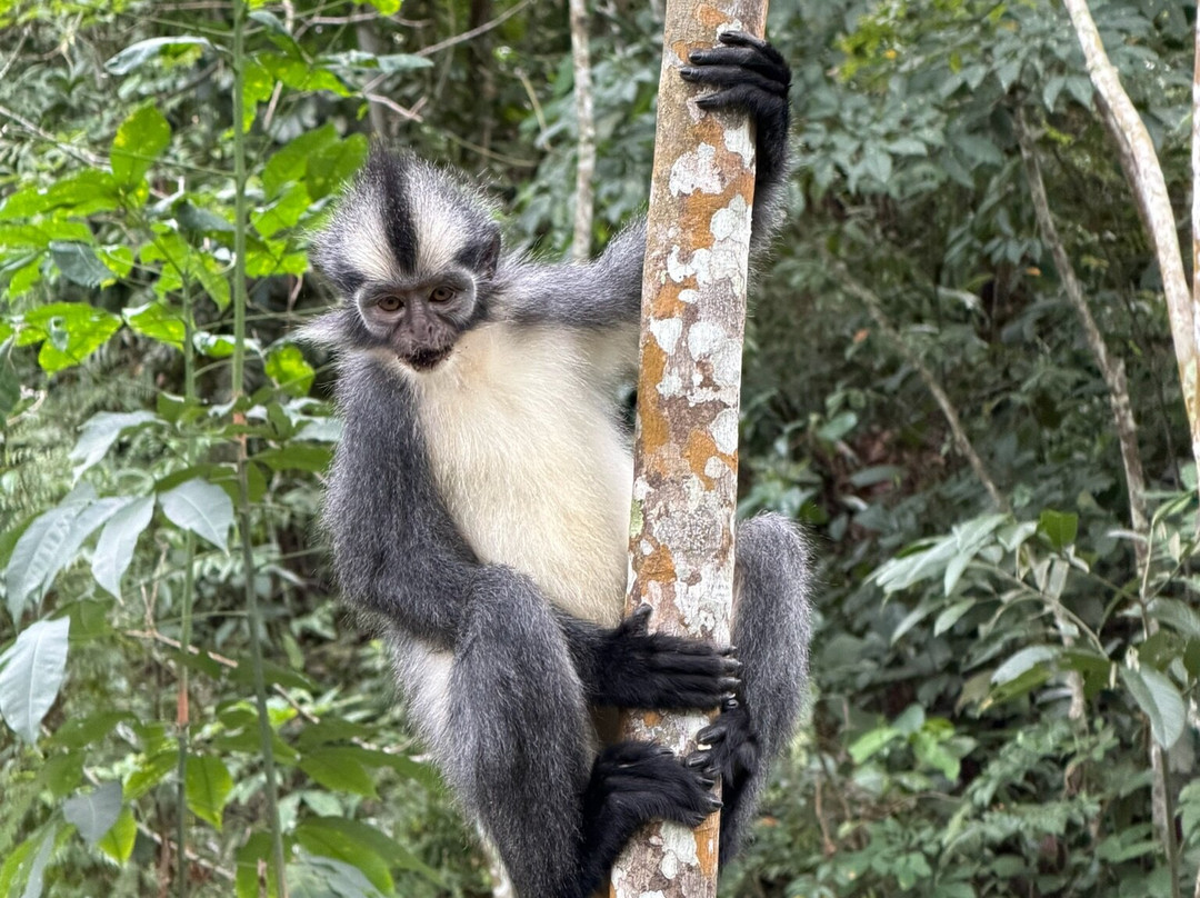 Bukit Lawang Travel-武吉拉旺必去景点