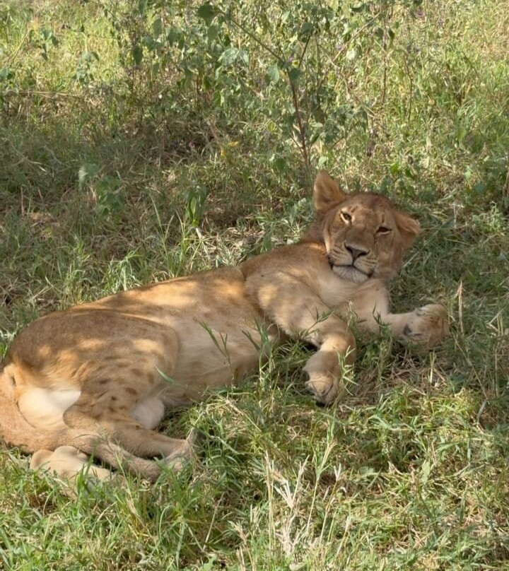 Guruguru Safaris-阿鲁沙必去景点
