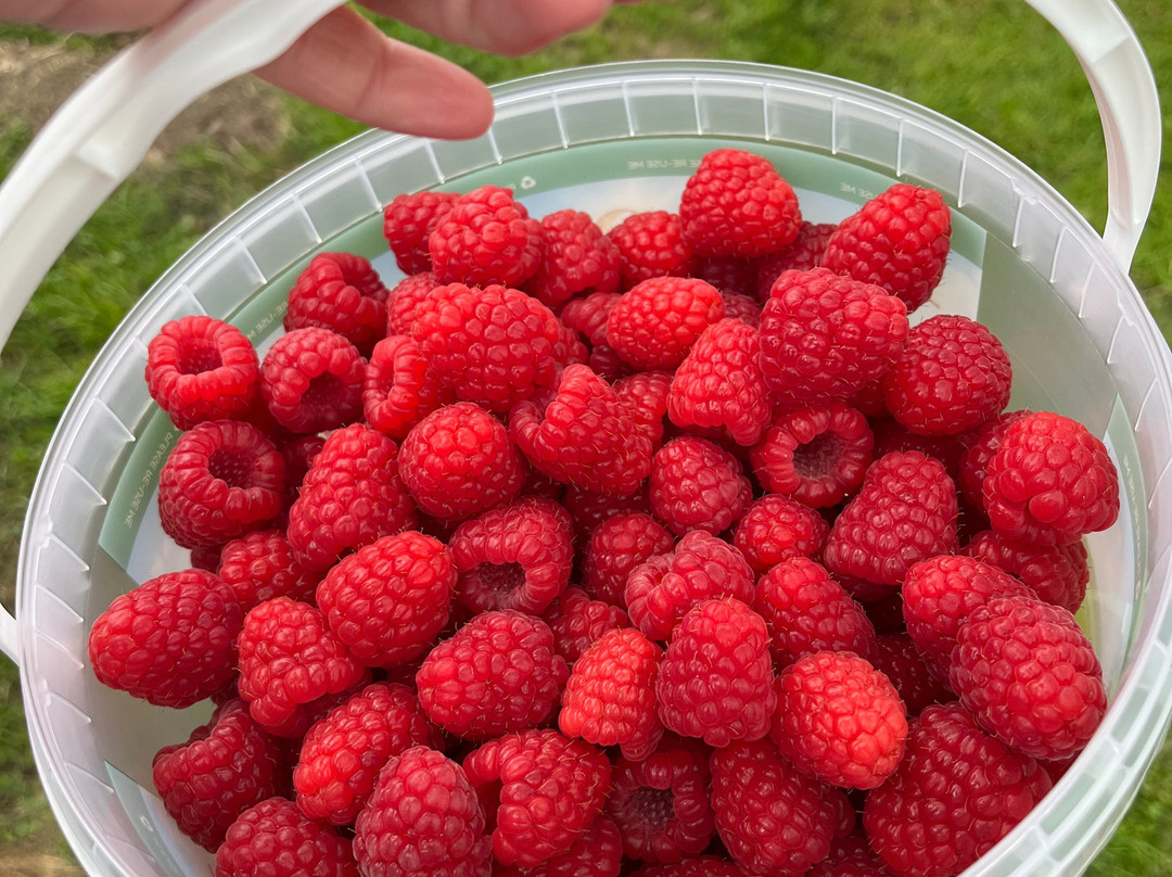 Wester Hardmuir Fruit Farm-奈恩必去景点