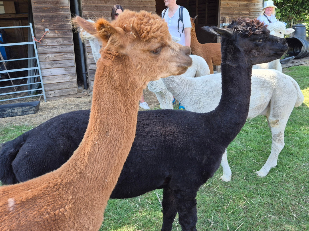 Yew Tree Alpacas-Buntingford必去景点