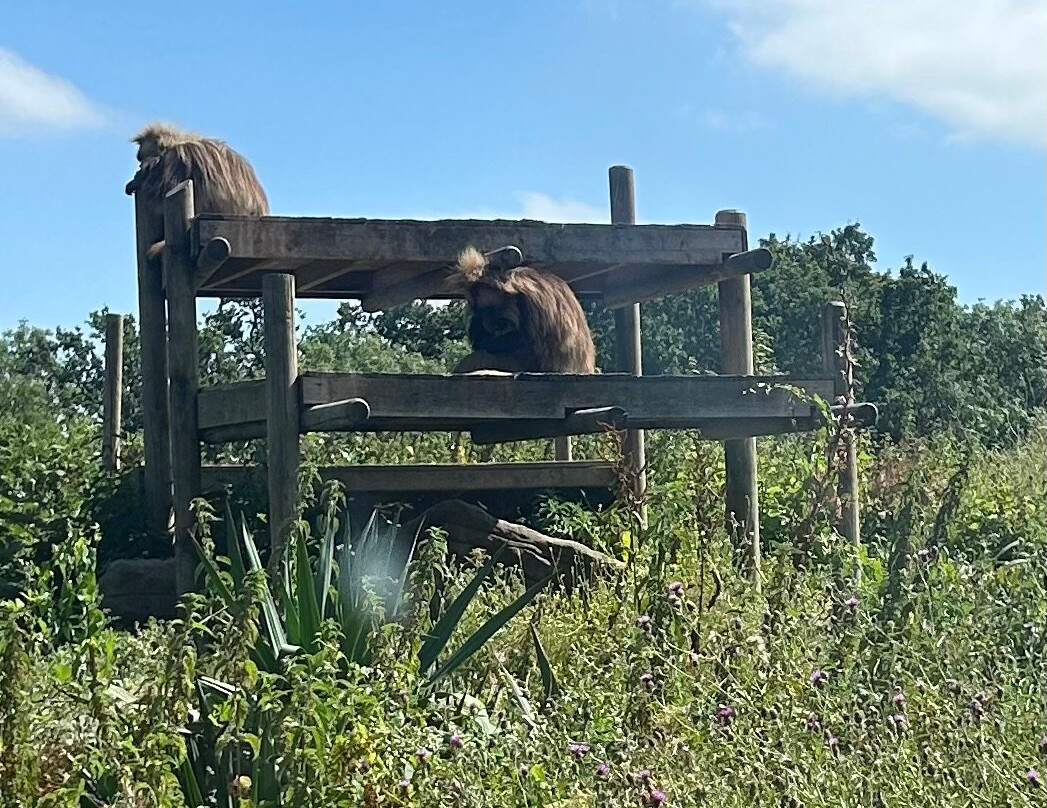 Bristol Zoo Project-Easter Compton必去景点