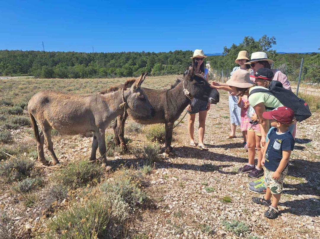Immortelle Farm Island Krk