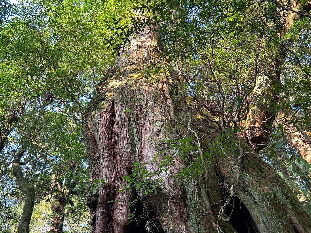 白谷云水峡-屋久岛町必去景点